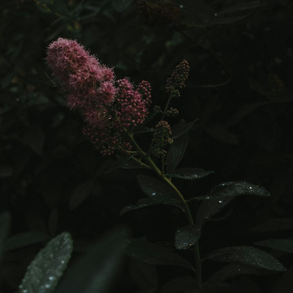 Nightbloom